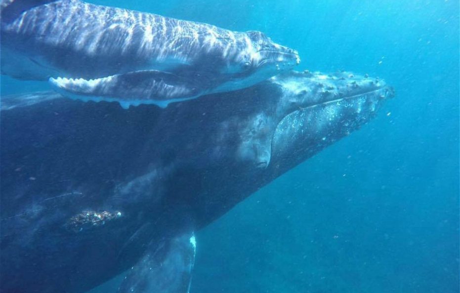 AZURA BENGUERRA ISLAND