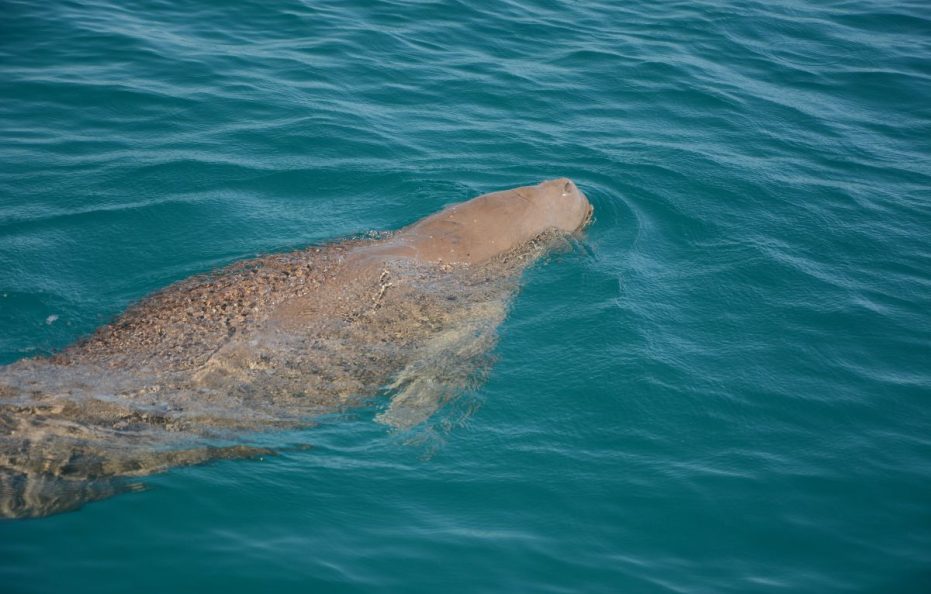 AZURA BENGUERRA ISLAND