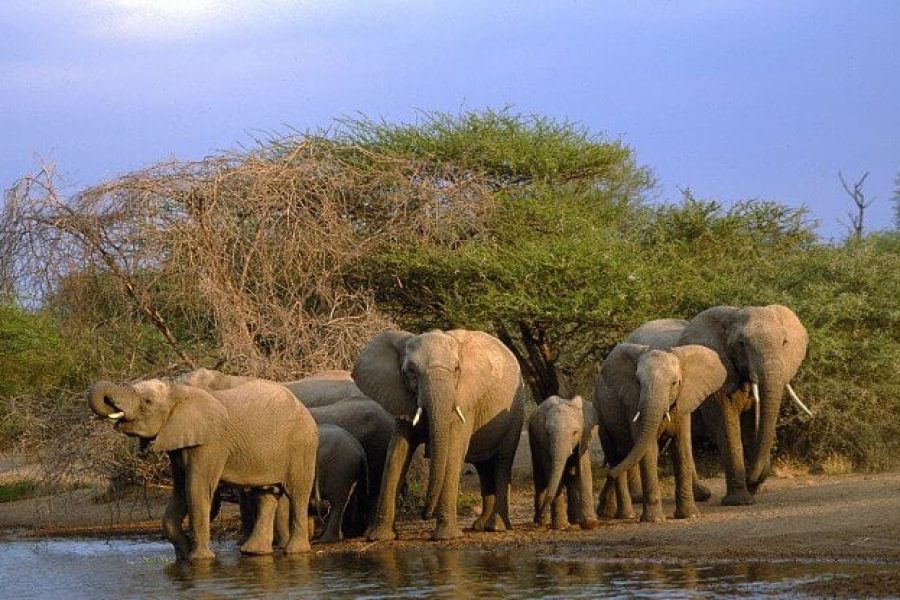 Kruger Park Day Trip