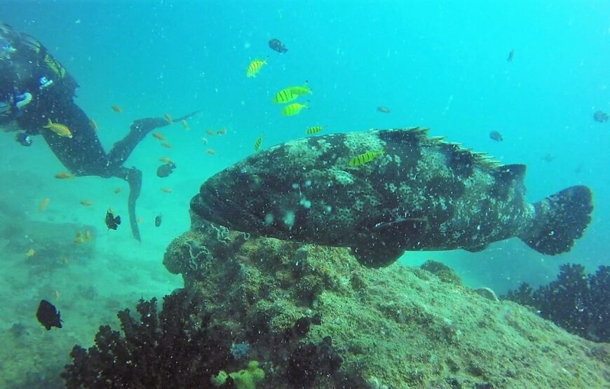 Scuba Diving Two Mile Reef